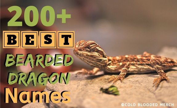 200+ Bearded Dragon Names That Real Owners Actually Use
